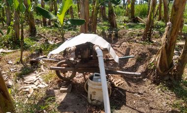 FINCA DE BANANO 4 HAS EN PRODUCCION EN LA ZONA BANANERA.