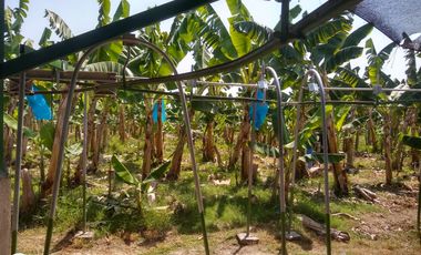 FINCA DE BANANO 4 HAS EN PRODUCCION EN LA ZONA BANANERA.
