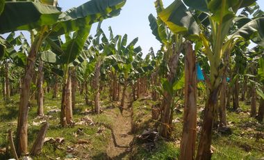 FINCA DE BANANO 4 HAS EN PRODUCCION EN LA ZONA BANANERA.