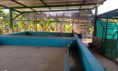 FINCA DE BANANO 4 HAS EN PRODUCCION EN LA ZONA BANANERA.