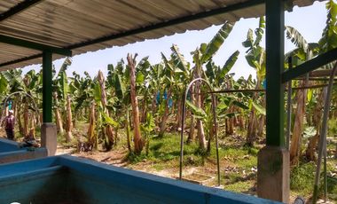 FINCA DE BANANO 4 HAS EN PRODUCCION EN LA ZONA BANANERA.