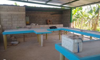 FINCA DE BANANO 4 HAS EN PRODUCCION EN LA ZONA BANANERA.