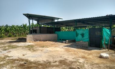 FINCA DE BANANO 4 HAS EN PRODUCCION EN LA ZONA BANANERA.