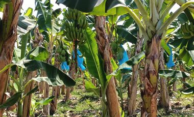 FINCA DE BANANO 4 HAS EN PRODUCCION EN LA ZONA BANANERA.