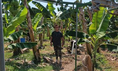 FINCA DE BANANO 4 HAS EN PRODUCCION EN LA ZONA BANANERA.