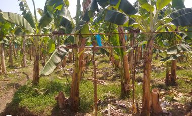 FINCA DE BANANO 4 HAS EN PRODUCCION EN LA ZONA BANANERA.