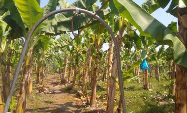 FINCA DE BANANO 4 HAS EN PRODUCCION EN LA ZONA BANANERA.