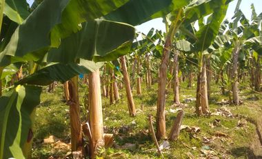 FINCA DE BANANO 4 HAS EN PRODUCCION EN LA ZONA BANANERA.