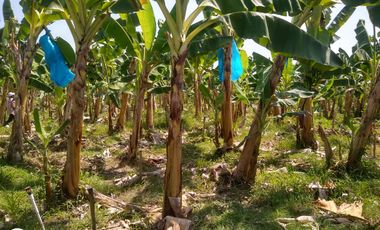 FINCA DE BANANO 4 HAS EN PRODUCCION EN LA ZONA BANANERA.