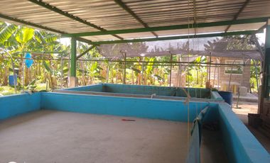 FINCA DE BANANO 4 HAS EN PRODUCCION EN LA ZONA BANANERA.