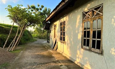 Dijual Rumah Asri Tengah Sawah Kedawung Sragen