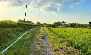 Dijual Rumah Asri Tengah Sawah Kedawung Sragen