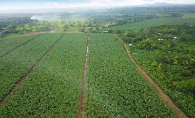 N03 - Bananera en Venta - Hacienda 100 hectáreas - Manabí - Calceta