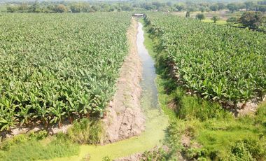 N03 - Bananera en Venta - Hacienda 100 hectáreas - Manabí - Calceta