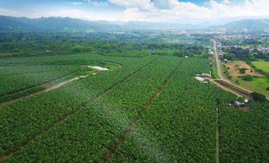N03 - Bananera en Venta - Hacienda 100 hectáreas - Manabí - Calceta