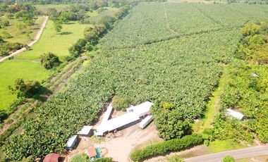 N03 - Bananera en Venta - Hacienda 100 hectáreas - Manabí - Calceta