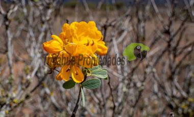 Venta de gran terreno de 3 hectáreas en Las Barrancas, Coquimbo. 2.500 UF