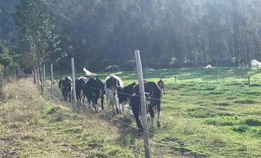Venta Hacienda Imbabura Urcuquí 71.5 Has