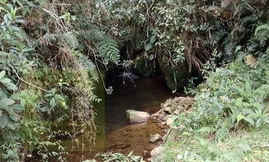 Venta Finca Productiva Concepción Antioquia