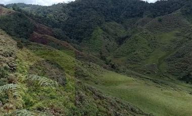 Venta Finca Productiva Concepción Antioquia
