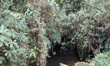Venta Finca Productiva Concepción Antioquia