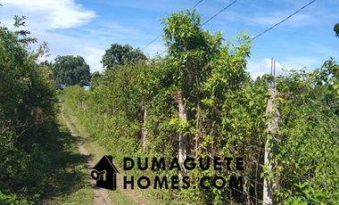 1 HECTARE FARM LAND FOR SALE - CLOSE TO DAUIN MARKET