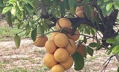 HUERTA DE CITRICOS EN VENTA EN CADEREYTA JIMENEZ NUEVO LEON, SAN JUAN LAS TRANCAS, EN PRODUCCION 90.3919 HAS, DE UN TOTAL DE 110 HAS O MÁS