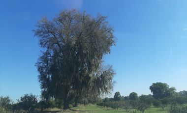 HUERTA DE CITRICOS EN VENTA EN CADEREYTA JIMENEZ NUEVO LEON, SAN JUAN LAS TRANCAS, EN PRODUCCION 90.3919 HAS, DE UN TOTAL DE 110 HAS O MÁS