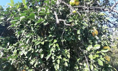 HUERTA DE CITRICOS EN VENTA EN CADEREYTA JIMENEZ NUEVO LEON, SAN JUAN LAS TRANCAS, EN PRODUCCION 90.3919 HAS, DE UN TOTAL DE 110 HAS O MÁS