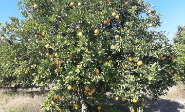 HUERTA DE CITRICOS EN VENTA EN CADEREYTA JIMENEZ NUEVO LEON, SAN JUAN LAS TRANCAS, EN PRODUCCION 90.3919 HAS, DE UN TOTAL DE 110 HAS O MÁS