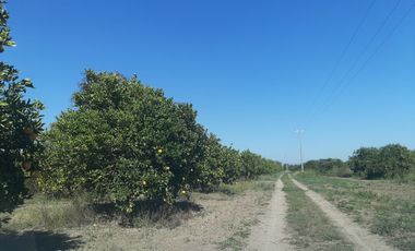 HUERTA DE CITRICOS EN VENTA EN CADEREYTA JIMENEZ NUEVO LEON, SAN JUAN LAS TRANCAS, EN PRODUCCION 90.3919 HAS, DE UN TOTAL DE 110 HAS O MÁS