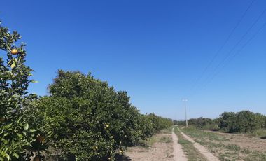 HUERTA DE CITRICOS EN VENTA EN CADEREYTA JIMENEZ NUEVO LEON, SAN JUAN LAS TRANCAS, EN PRODUCCION 90.3919 HAS, DE UN TOTAL DE 110 HAS O MÁS