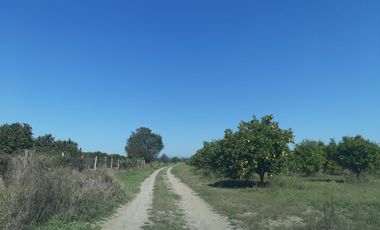 HUERTA DE CITRICOS EN VENTA EN CADEREYTA JIMENEZ NUEVO LEON, SAN JUAN LAS TRANCAS, EN PRODUCCION 90.3919 HAS, DE UN TOTAL DE 110 HAS O MÁS