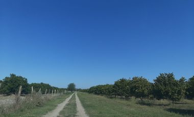HUERTA DE CITRICOS EN VENTA EN CADEREYTA JIMENEZ NUEVO LEON, SAN JUAN LAS TRANCAS, EN PRODUCCION 90.3919 HAS, DE UN TOTAL DE 110 HAS O MÁS