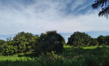 HUERTA DE CITRICOS EN VENTA EN CADEREYTA JIMENEZ NUEVO LEON, SAN JUAN LAS TRANCAS, EN PRODUCCION 90.3919 HAS, DE UN TOTAL DE 110 HAS O MÁS