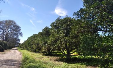 HUERTA DE CITRICOS EN VENTA EN CADEREYTA JIMENEZ NUEVO LEON, SAN JUAN LAS TRANCAS, EN PRODUCCION 90.3919 HAS, DE UN TOTAL DE 110 HAS O MÁS