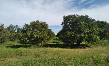 HUERTA DE CITRICOS EN VENTA EN CADEREYTA JIMENEZ NUEVO LEON, SAN JUAN LAS TRANCAS, EN PRODUCCION 90.3919 HAS, DE UN TOTAL DE 110 HAS O MÁS