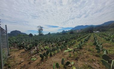 En Venta Predio 3346 m². Tlayacapan, Morelos