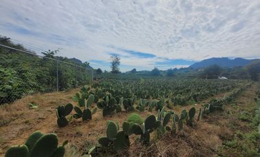 En Venta Predio 3346 m². Tlayacapan, Morelos