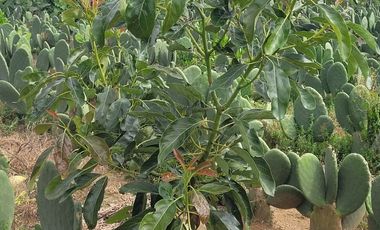 En Venta Predio 3346 m². Tlayacapan, Morelos