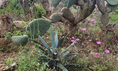 En Venta Predio 3346 m². Tlayacapan, Morelos