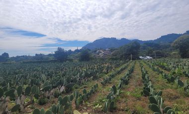 En Venta Predio 3346 m². Tlayacapan, Morelos