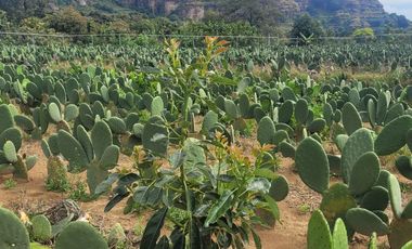 En Venta Predio 3346 m². Tlayacapan, Morelos