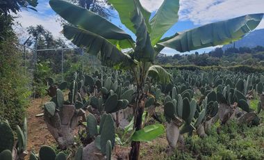 En Venta Predio 3346 m². Tlayacapan, Morelos