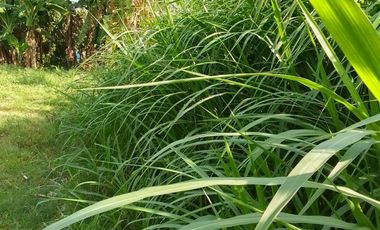 LOT FOR SALE IN DUMAGUETE  ID 14868