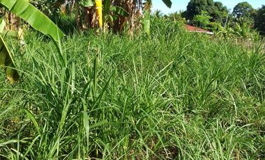 LOT FOR SALE IN DUMAGUETE  ID 14868