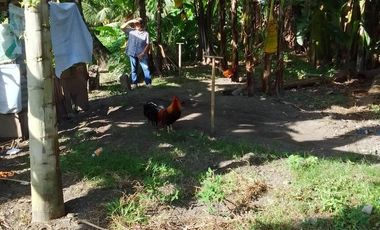 LOT FOR SALE IN DUMAGUETE  ID 14868