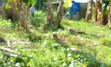 LOT FOR SALE IN DUMAGUETE  ID 14868