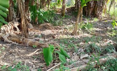 LOT FOR SALE IN DUMAGUETE  ID 14868