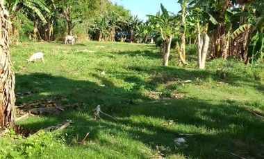 LOT FOR SALE IN DUMAGUETE  ID 14868